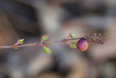 Symphoricarpos x chenaulti - pámelník chenaultův - list jaro, plod jaro